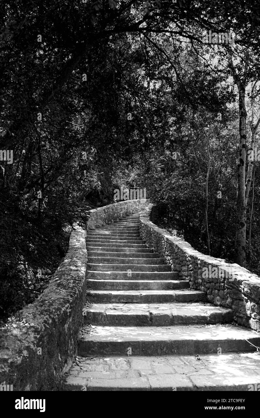 stairway in the wood Stock Photo