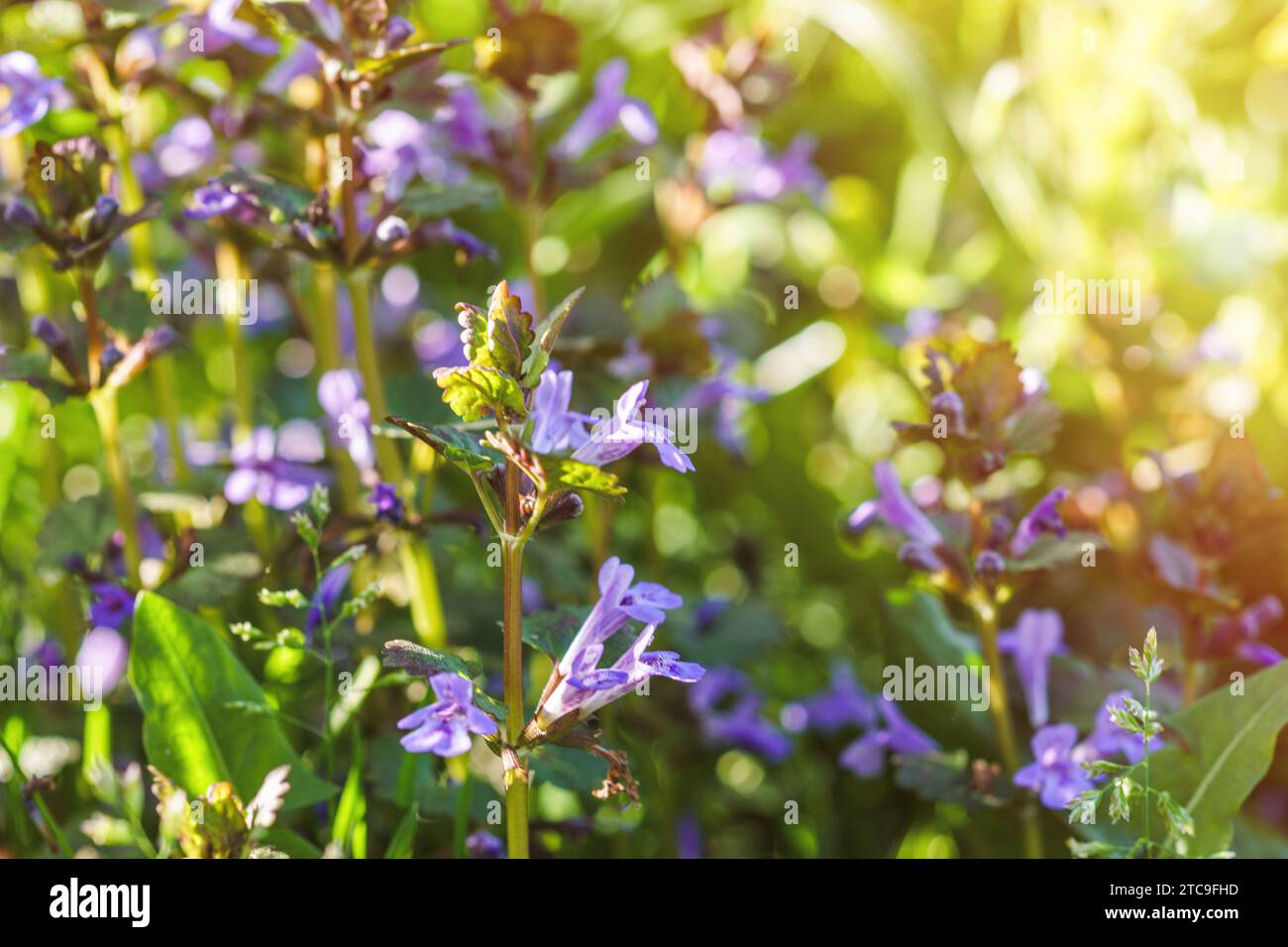 Glechoma hederacea, creeping charlie, alehoof, tunhoof, catsfoot, field balm in the spring on the lawn during flowering. Blue or purple flowers used b Stock Photo