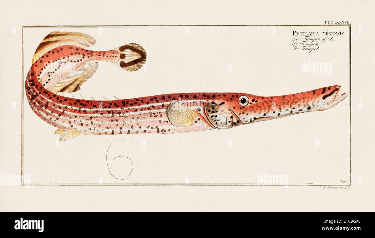 Vintage fish illustration created during the 18th century. Exquisite ...