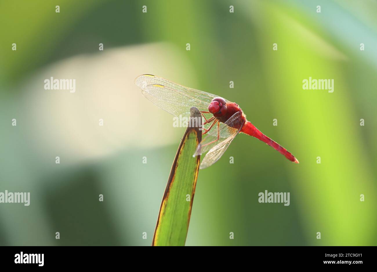 Scarlet dragonfly is a common species in southern Europe and throughout Africa. It also occurs across western Asia as far as southern China. Stock Photo