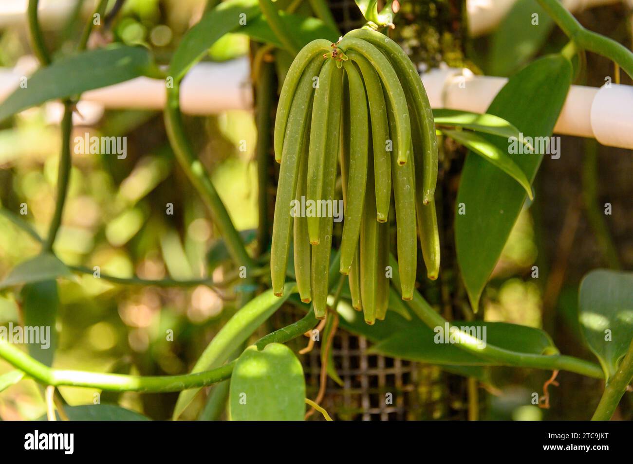 Vanilla bean plant hires stock photography and images Alamy