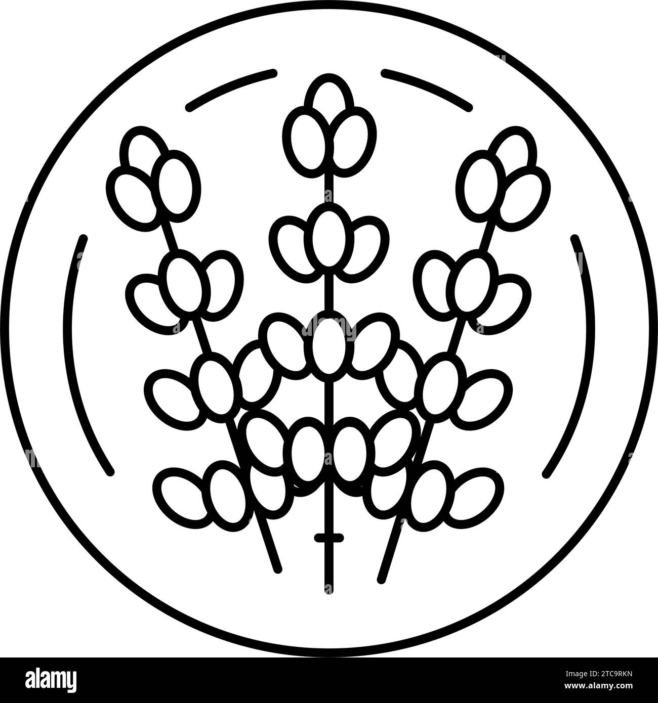 lavender cosmetic plant line icon vector illustration Stock Vector ...
