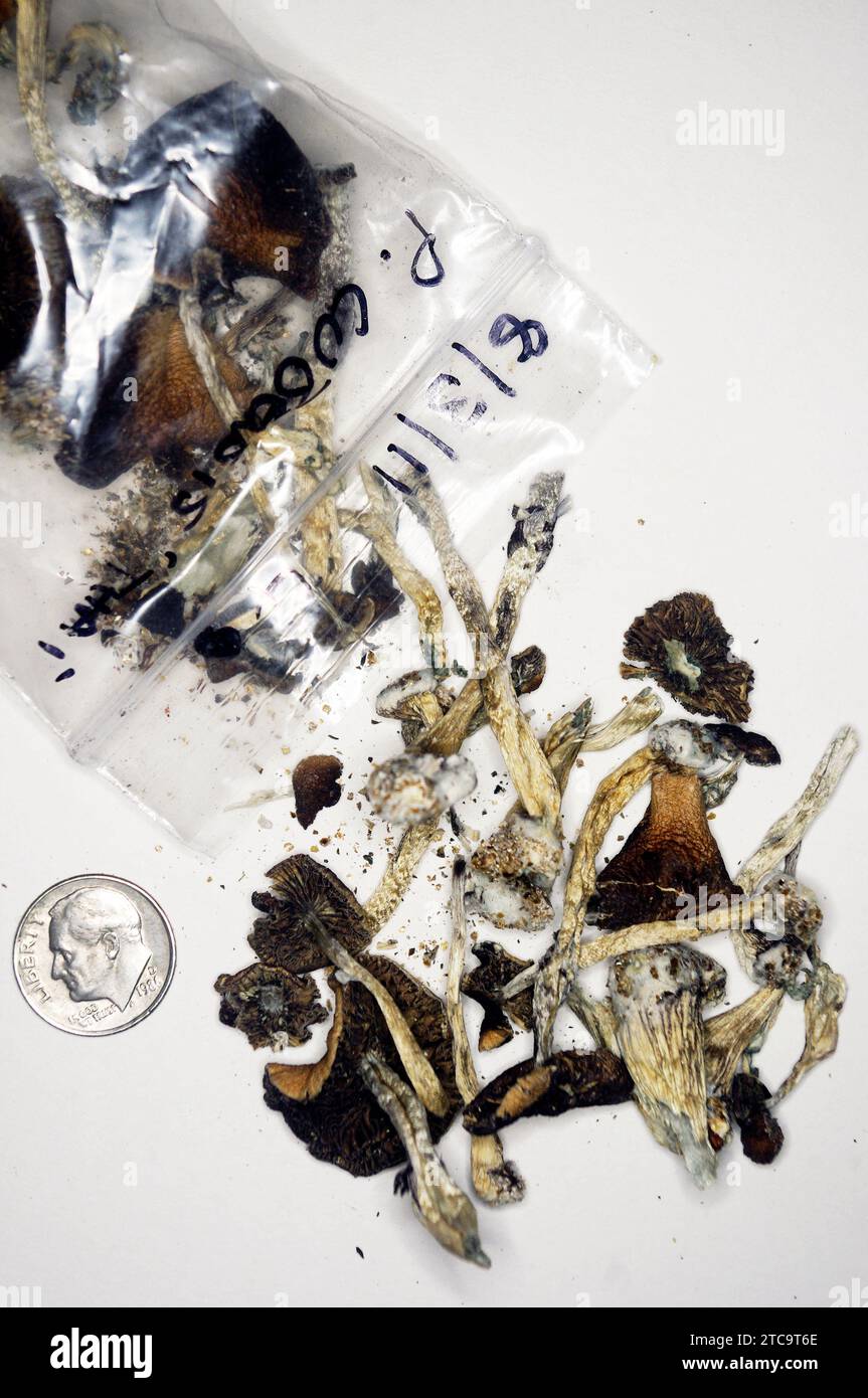 Psilocybe cubensis 'Magic Mushroom' - DRIED Stock Photo