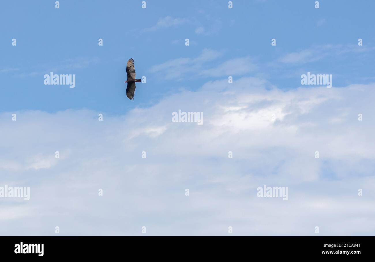 Turkey Vulture flying in blue sky with soft white cloud below Stock Photo