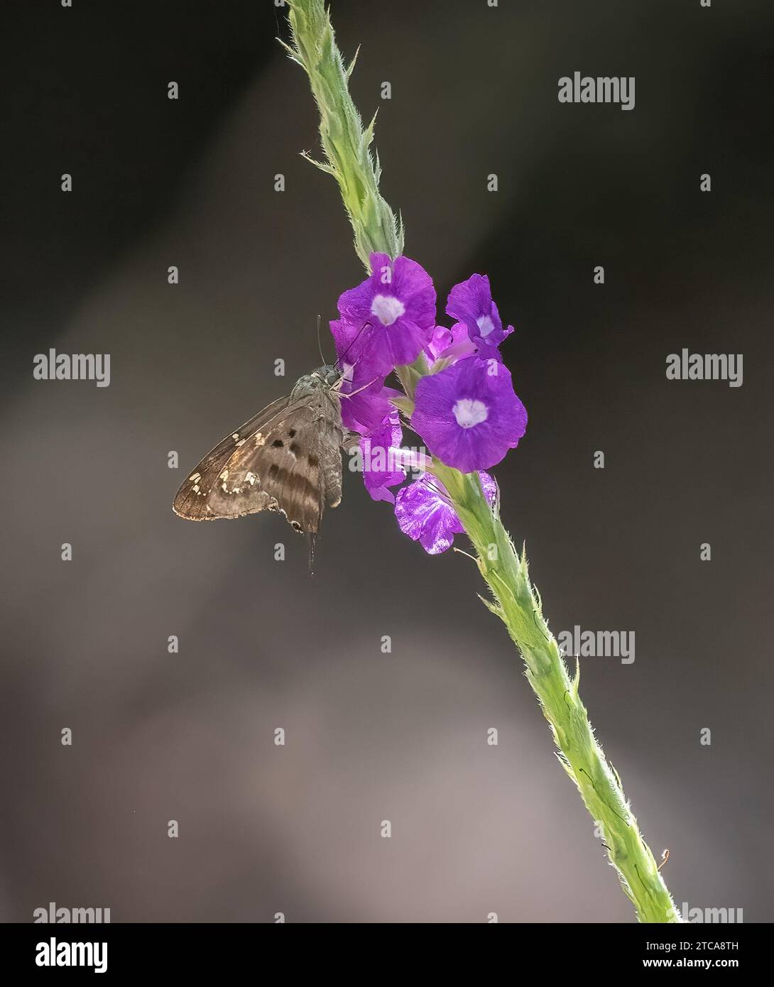 Log-tailed Skipper butterfly on a pink flowering snake plant in Costa Rica Stock Photo