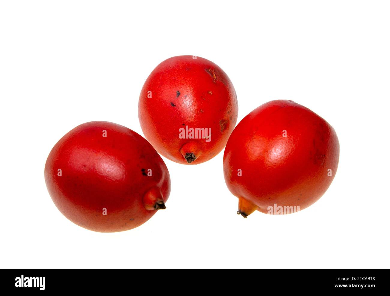 Large red fruit of the foxtail palm tree, Wodyetia bifurcata, endemic ...
