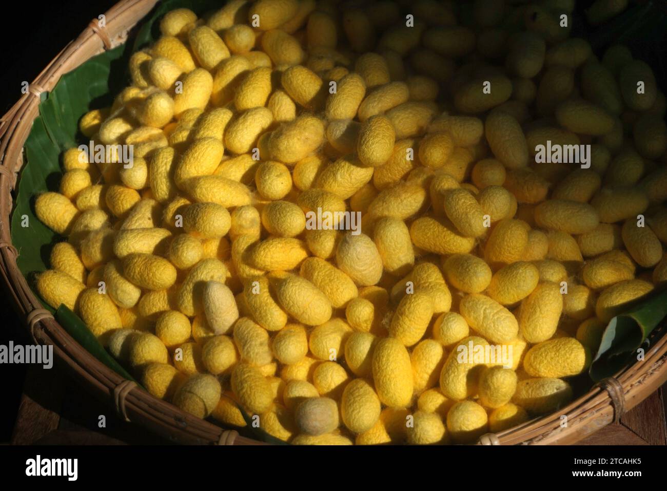 chrysalis yellow silkworm cocoons in bamboo basket Stock Photo