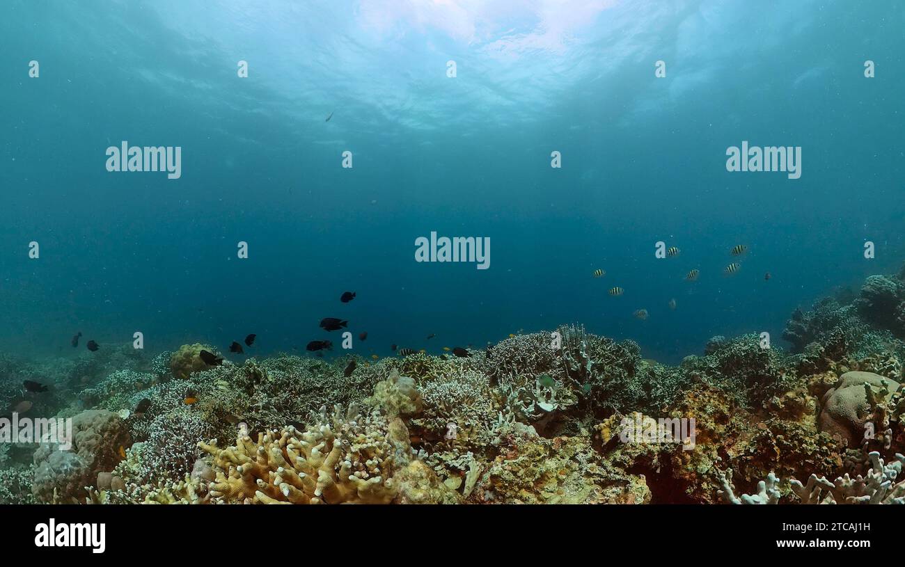 Underwater scene with coral garden. Tropical fish and coral reef Stock ...