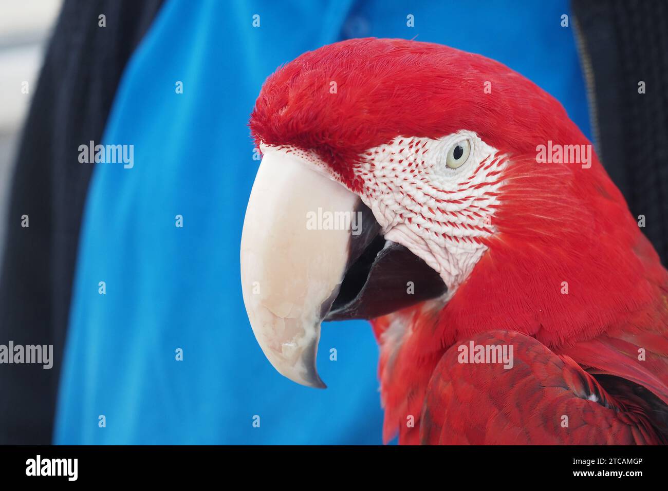 closeup colorful red green macaw parrot bird on person hand  Stock Photo
