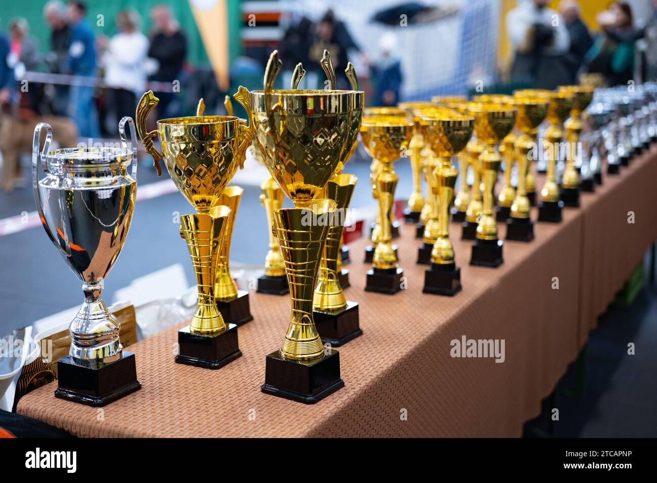Trophies, Cups at dog shows Stock Photo