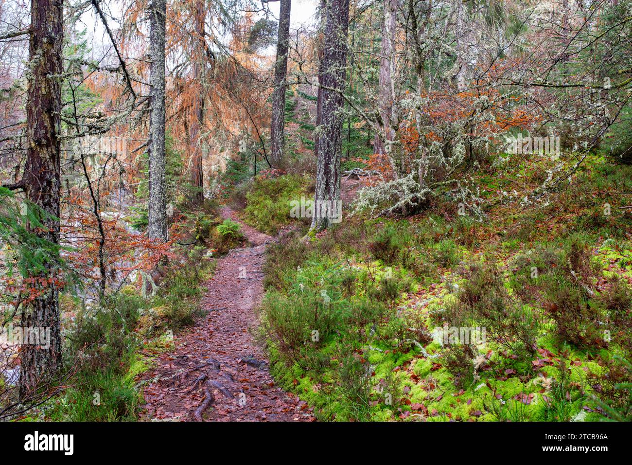 Autumn beech trees and footpath at Randolph's Leap. Morayshire, Scotland Stock Photo