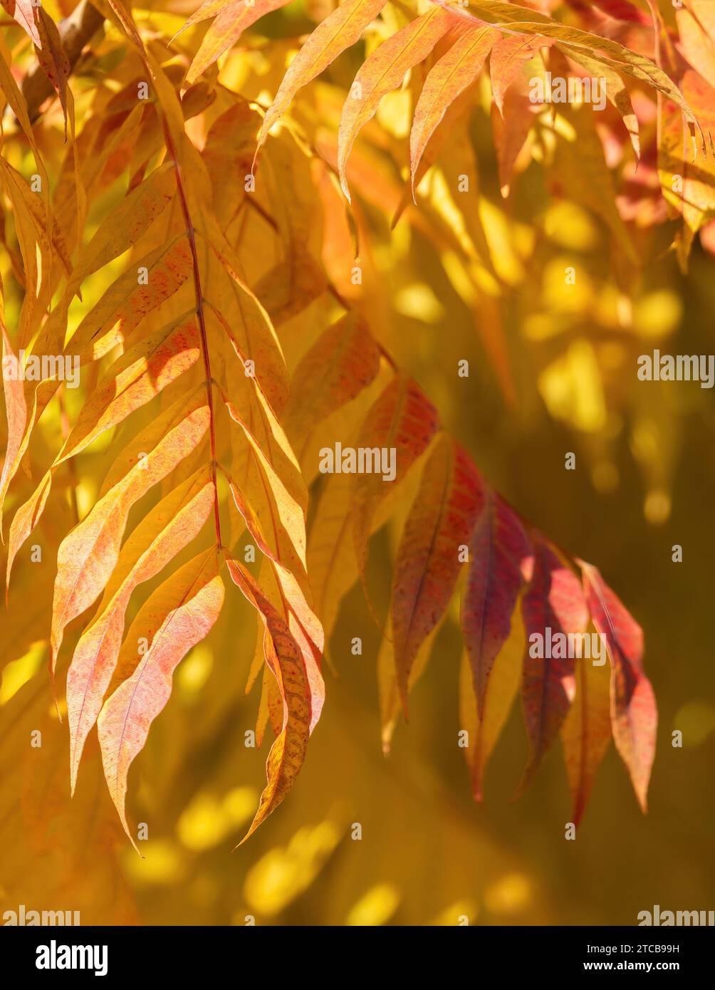 Brightly Lit Autumn Leaves Shining in Sunlight Stock Photo