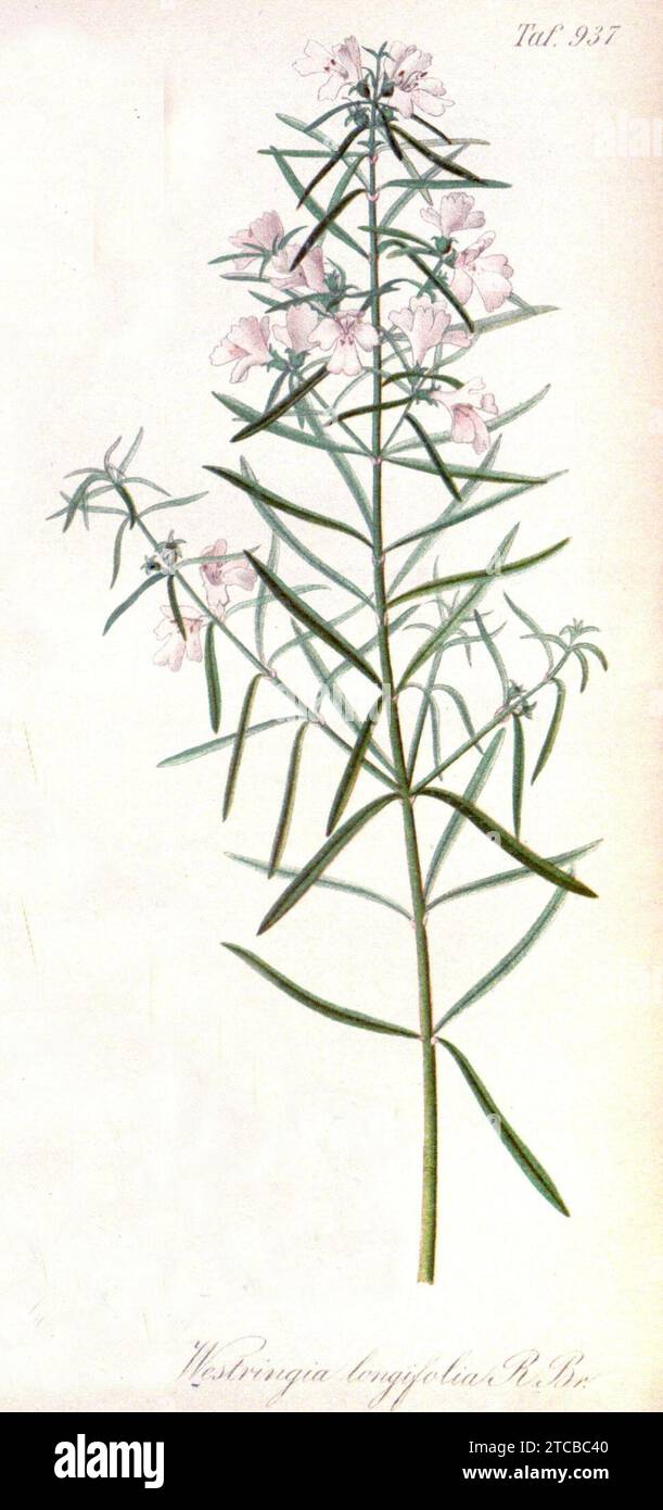 Westringia longifolia - Gartenflora - E. von Regel. Stock Photo