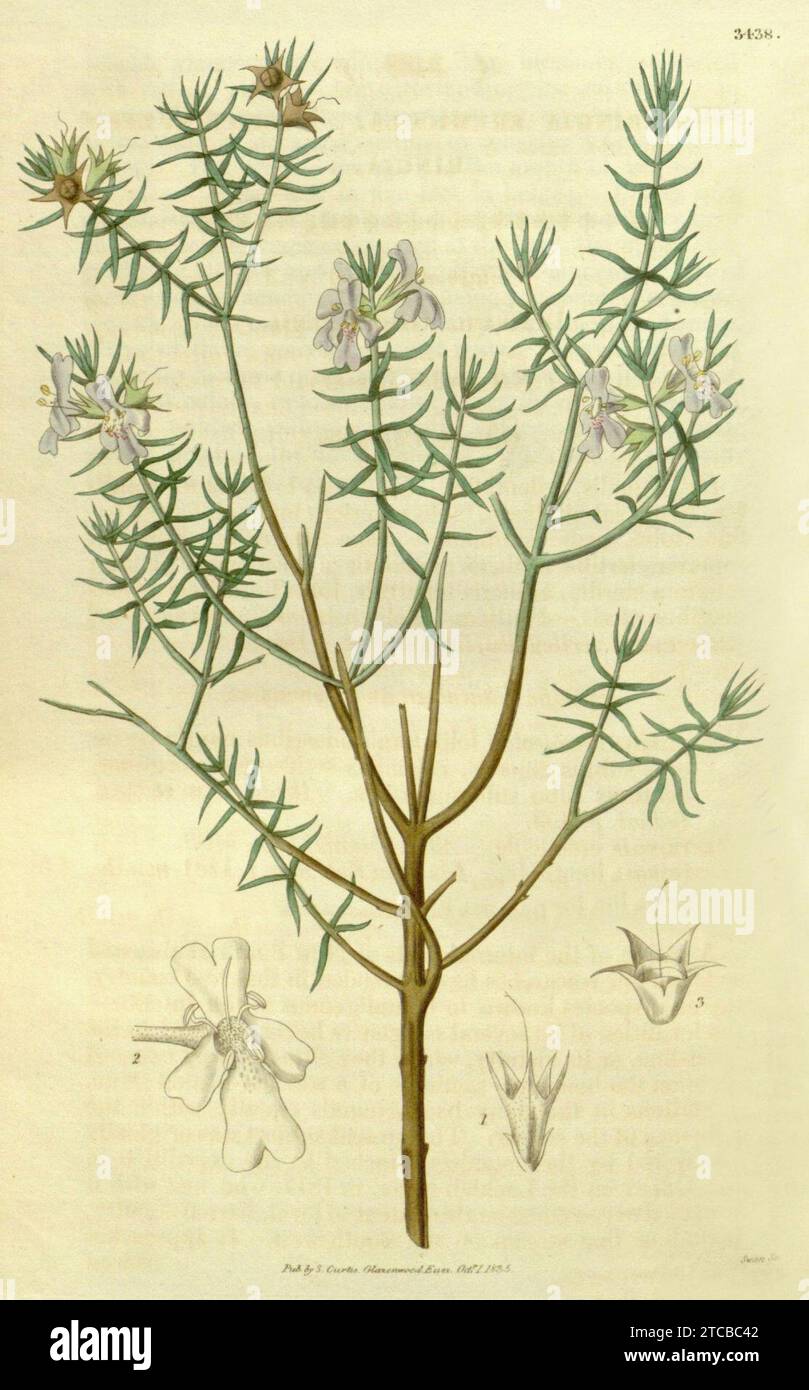 Westringia eremicola A. Cunn. ex Benth. Stock Photo