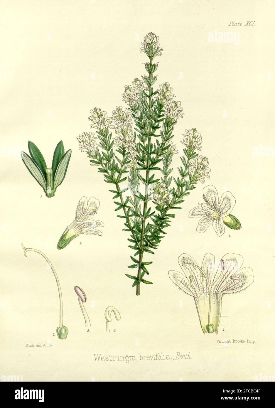 Westringia brevifolia. Stock Photo