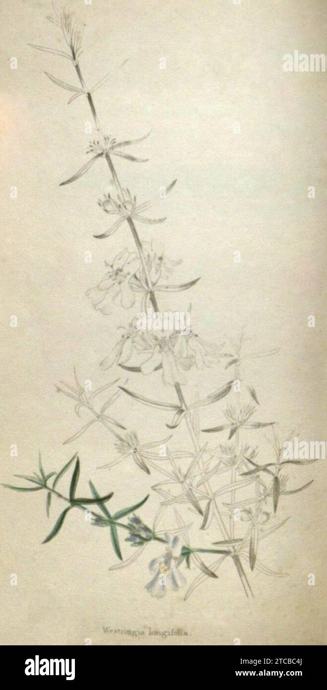Westringia eremicola A. Cunn. ex Benth. as Westringia longifolia Lindl.-2. Stock Photo