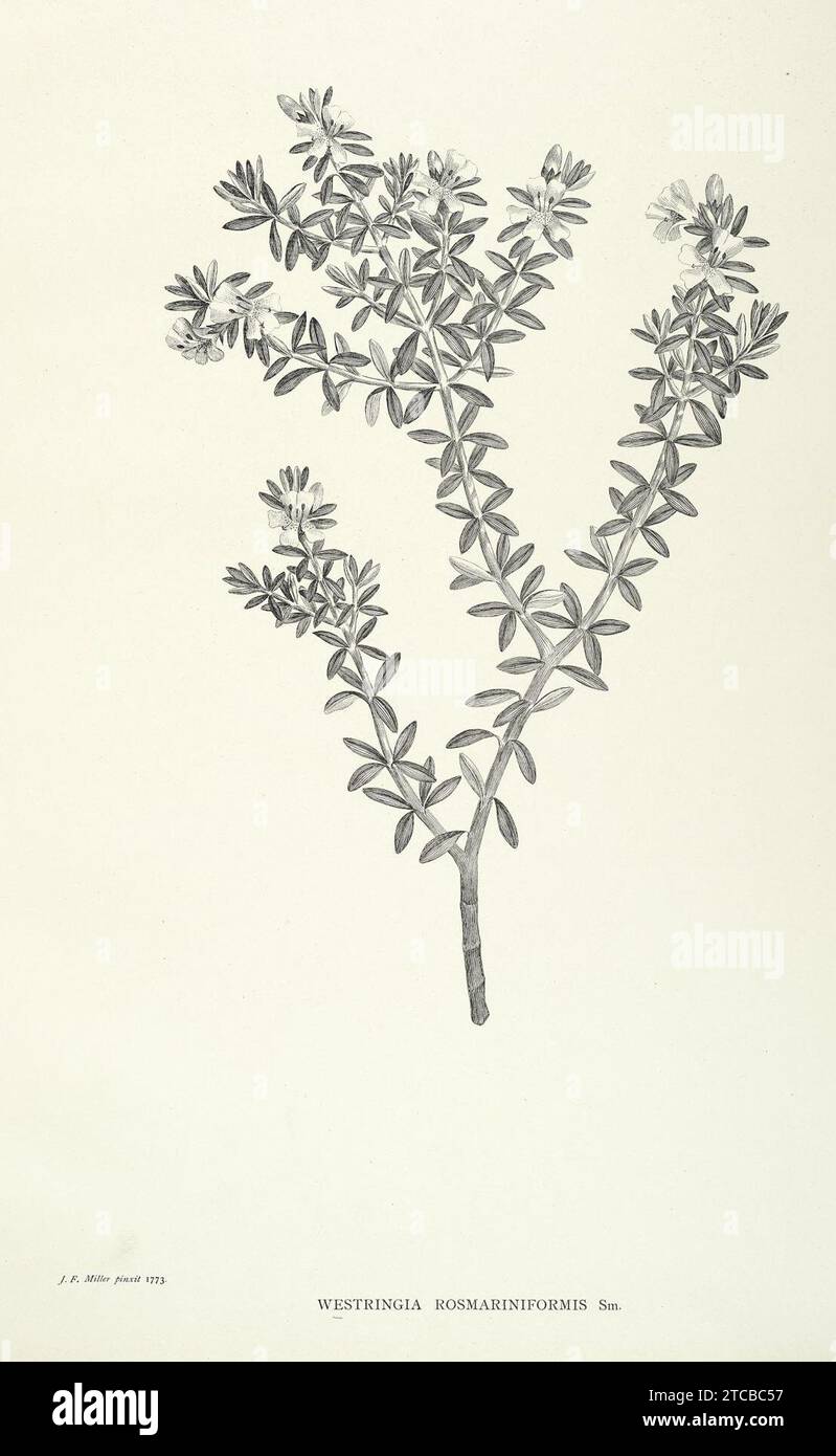 Westringia fruticosa (Willd.) Druce (as Westringia rosmariniformis Sm.). Stock Photo