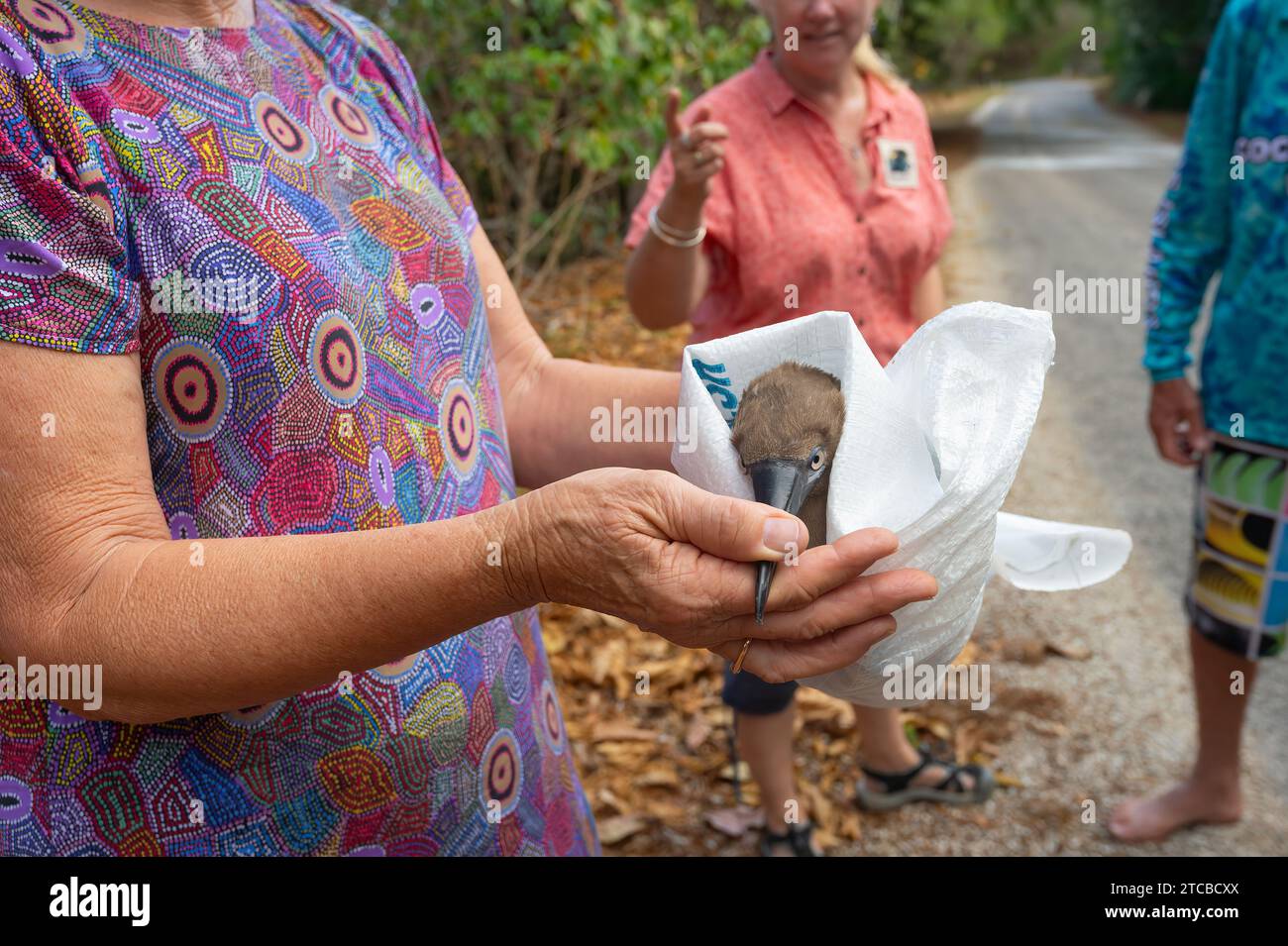 Woman rescueing a young Red-footed Booby (Sula sula rubripes) with a broken wing, Christmas Island, Australia Stock Photo