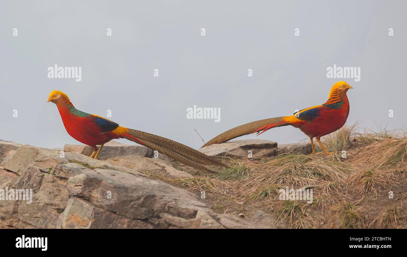 Male Golden Pheasants Stock Photo