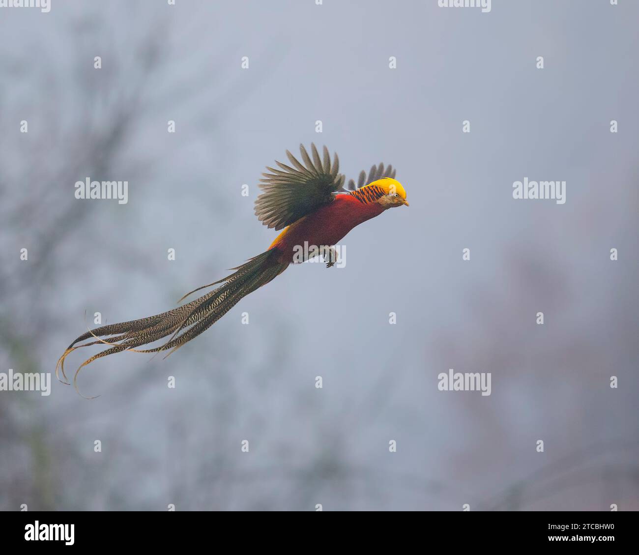 Golden Pheasant in flight Stock Photo