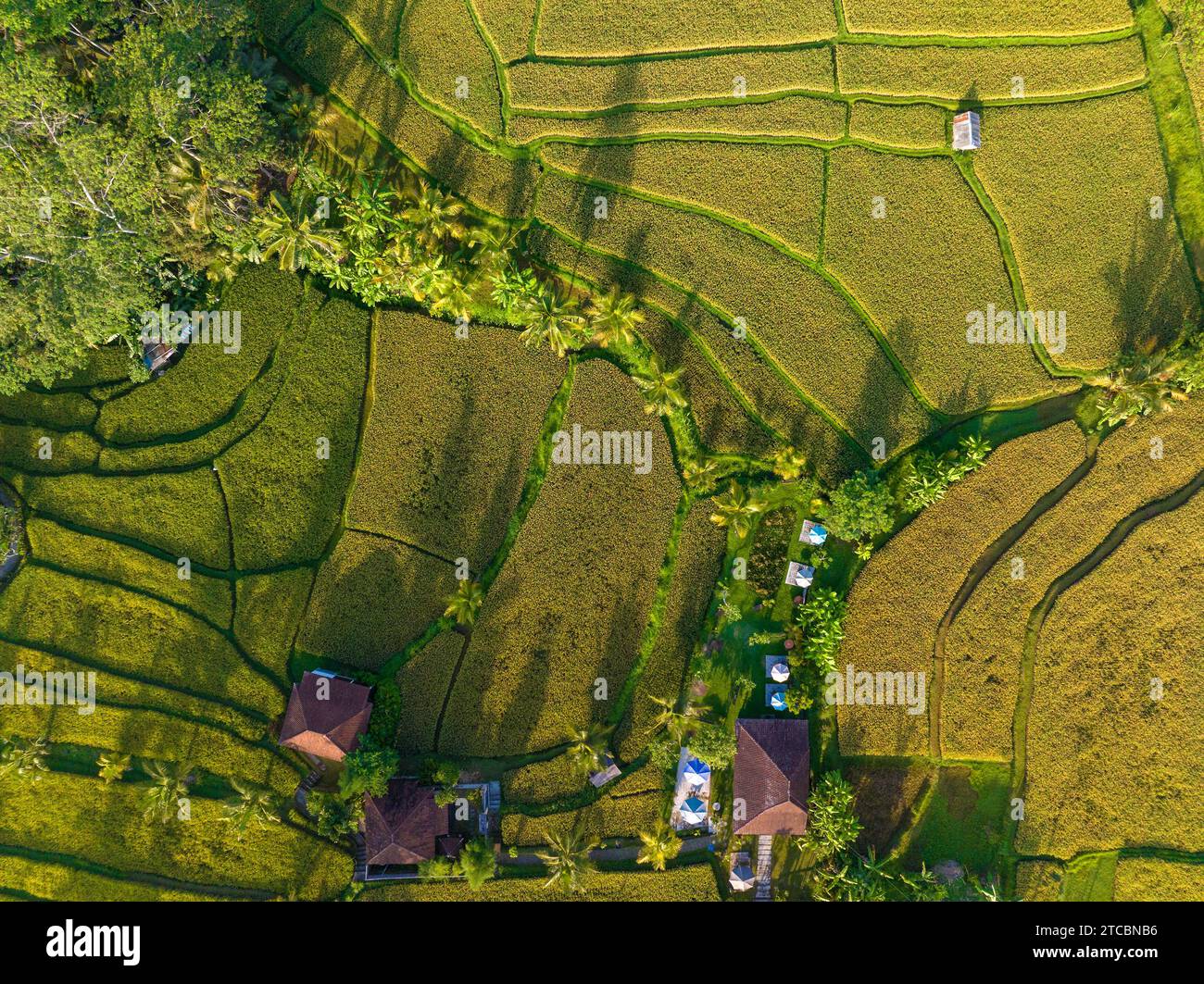 Aerial view of rice fields near Ubud, Bali, Indonesia Stock Photo - Alamy