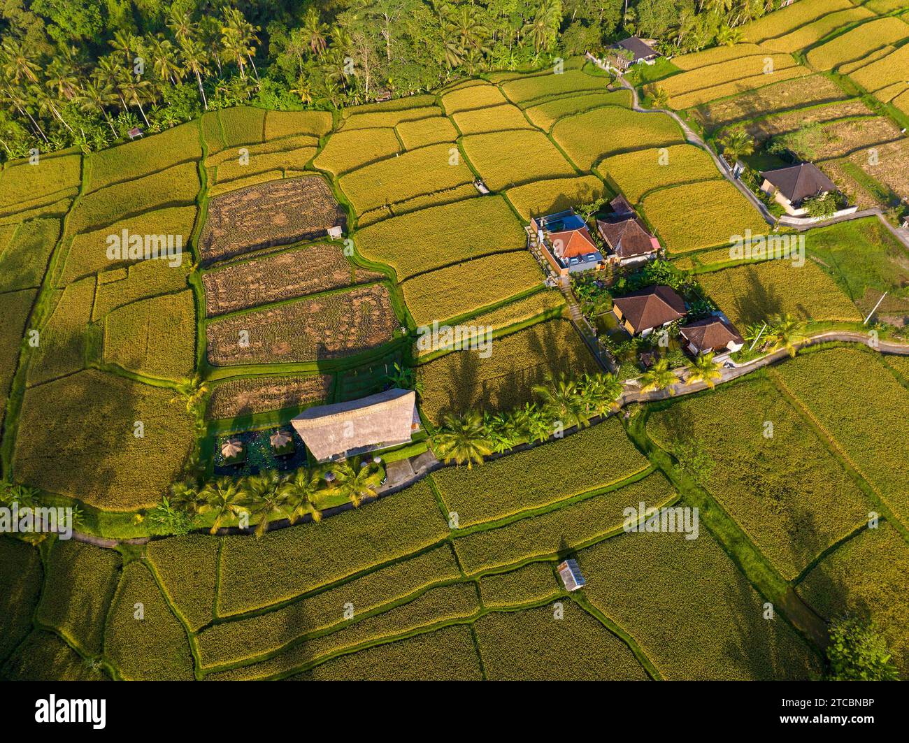 Aerial view of rice fields near Ubud, Bali, Indonesia Stock Photo - Alamy