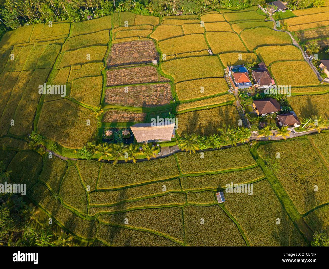 Aerial view of rice fields near Ubud, Bali, Indonesia Stock Photo - Alamy