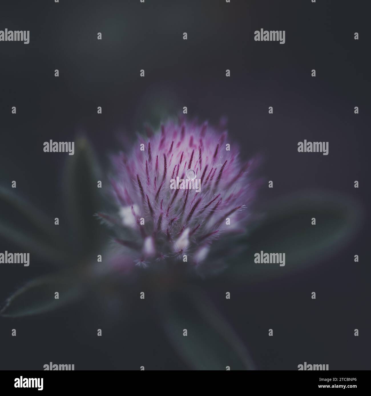 A vibrant purple thistle flower with dark green foliage set against a deep black background Stock Photo