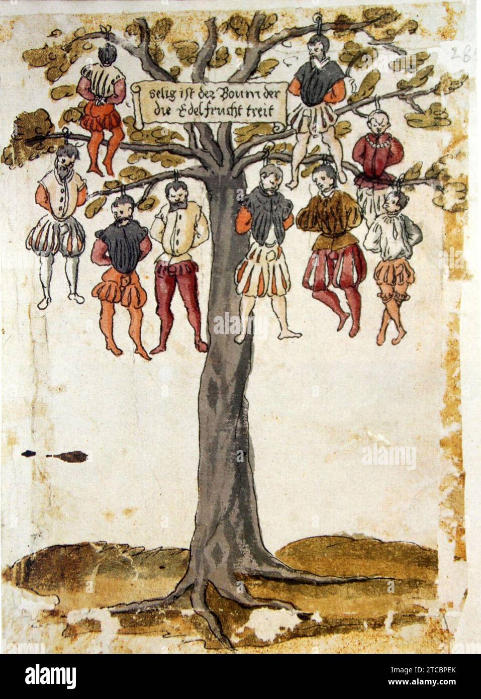 Wickiana Baum. Stock Photo