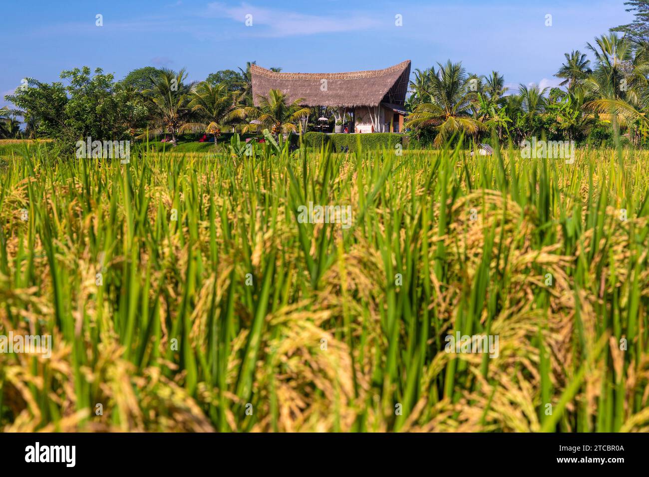 Rice fields with traditional houses in the countryside near Ubud, Bali ...