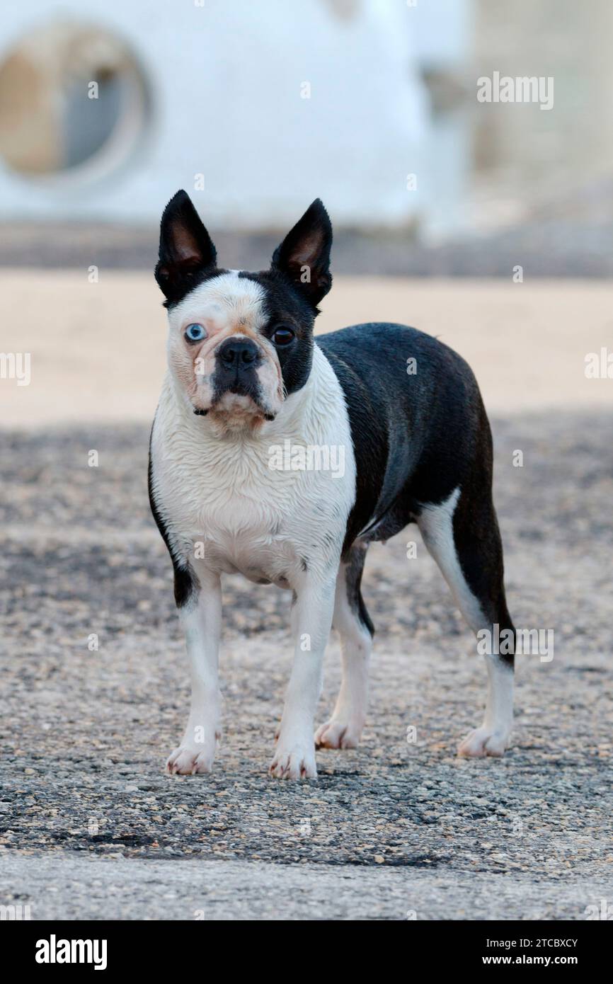 Dog with Heterochromia iridum (eyes of different color) Stock Photo