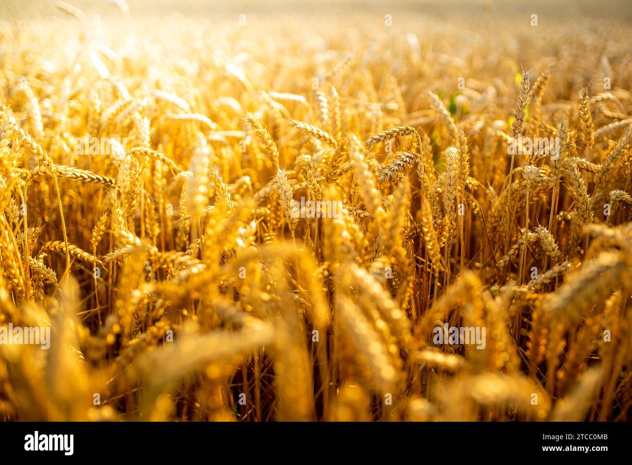 Golden wheat field on sunny summer day day. Agriculture concept Stock ...