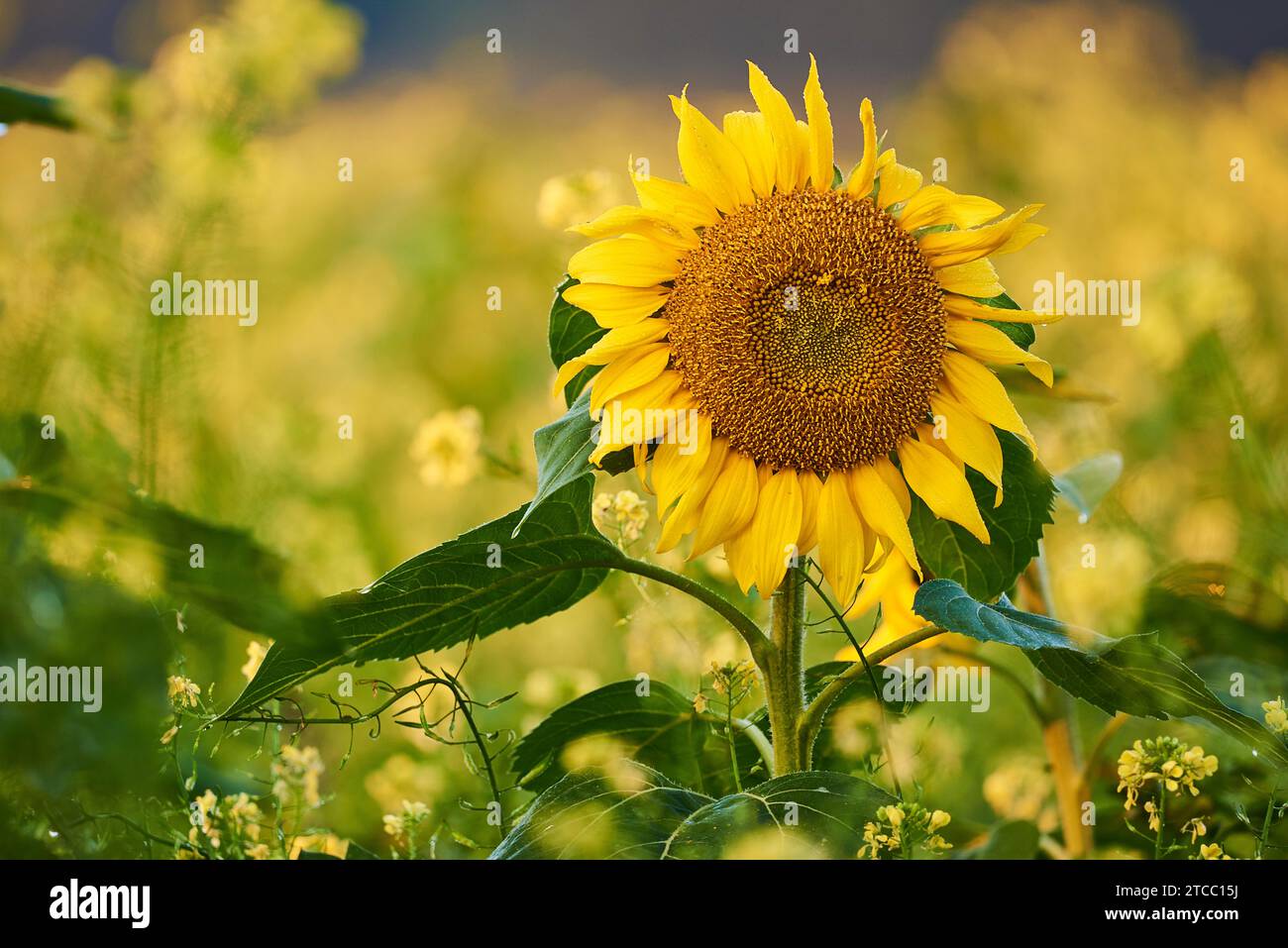 Sunflower at the field Stock Photo - Alamy