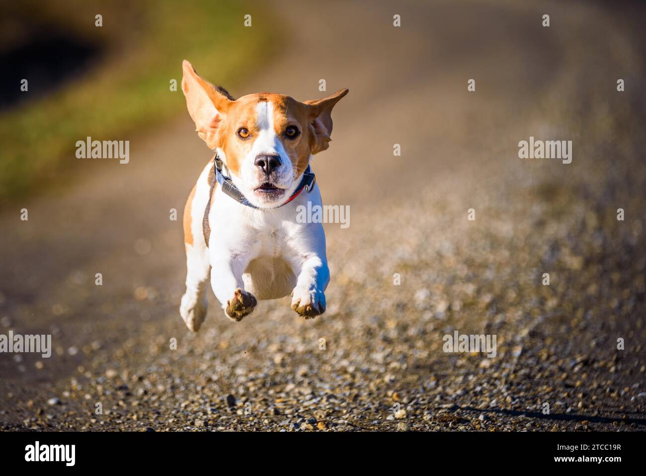 Dog Beagle running fast and jumping with tongue out on the rural path. Pet background Stock Photo