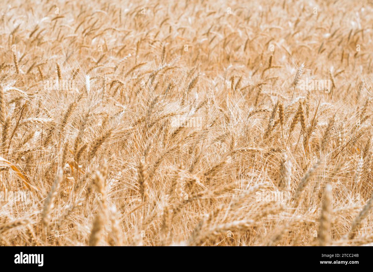 Wheat spikelets pattern on the field Stock Photo