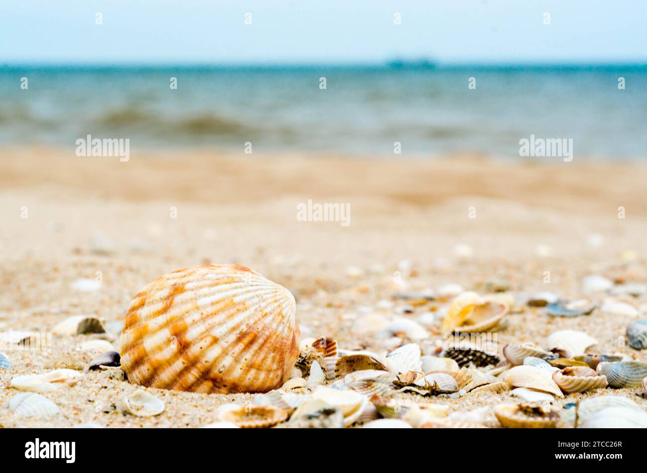 Bright big striped shell with another little different shells in quartz sand against the blue sea and ships silhouette on the horizon Stock Photo