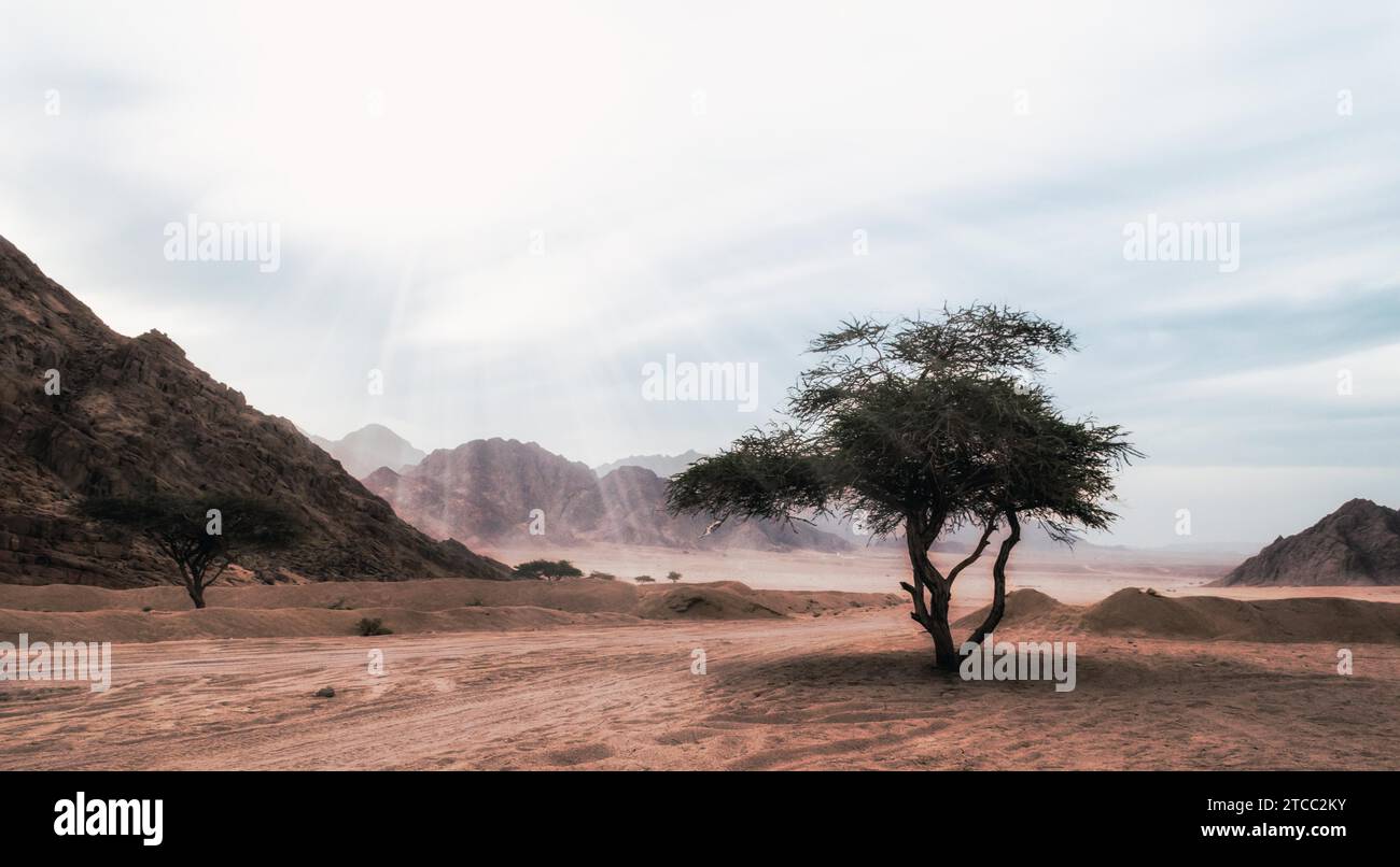 Sun rays shine on a tree in the desert without people in Egypt Sharm El Sheikh Stock Photo