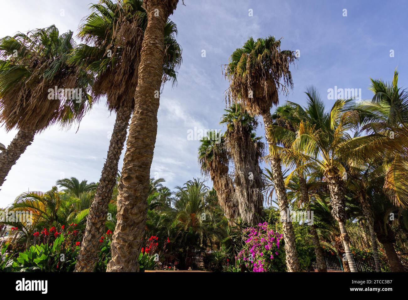 Garden with palm trees and plants with red and purple blossoms in Morro Jable on canary island Fuerteventura, Spain Stock Photo