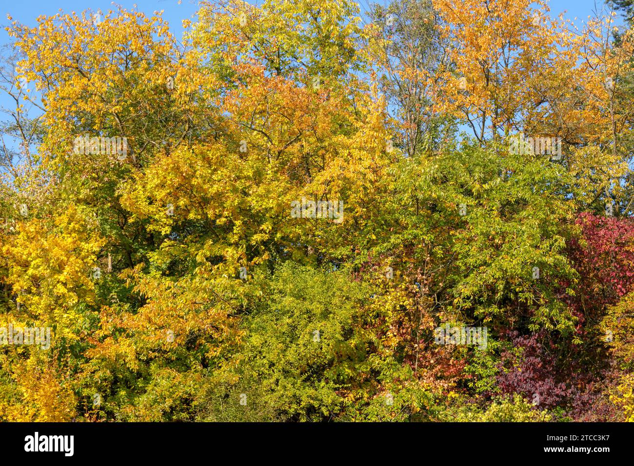 Colorful colors in autumn with colored leaves on the bushes and ...