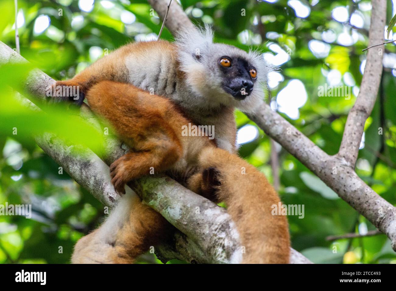 Lemur sitting on a tree at Lokobe nature strict reserve in Madagascar, Nosy Be Stock Photo