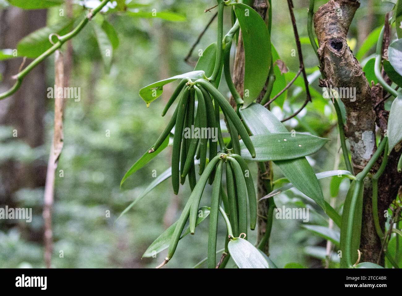 Vanilla plant in the rainforest of Lokobe nature strict reserve in Madagascar, Nosy Be Stock Photo