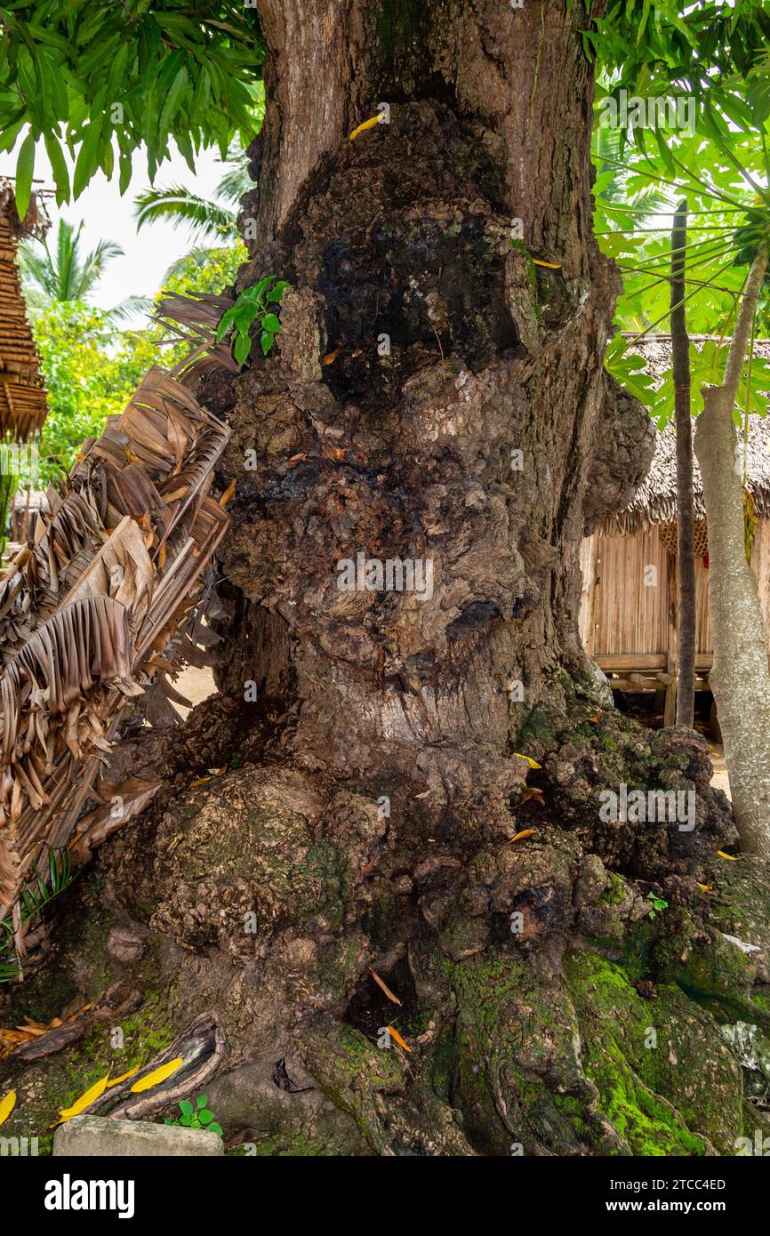 Unusual tree trunk at Lokobe nature strict reserve in Madagascar, Nosy Be Stock Photo