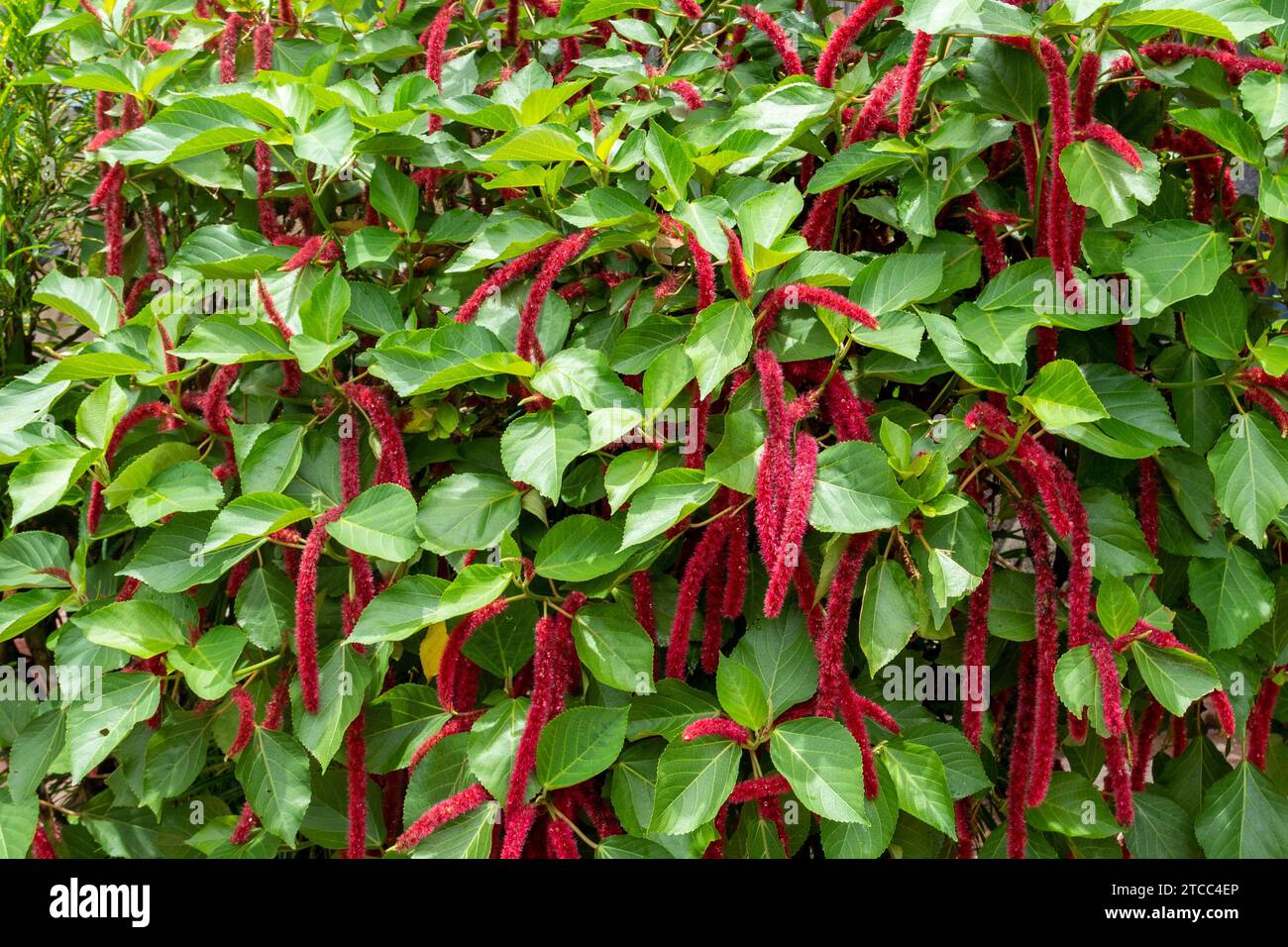 Background of bush with green leaves and long red blossoms at Lokobe nature strict reserve in Madagascar, Nosy Be Stock Photo