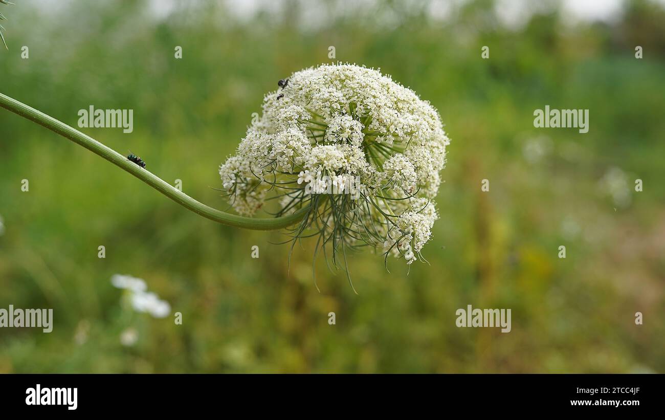 Macro of blooming onion flowers head in the garden. Agricultural