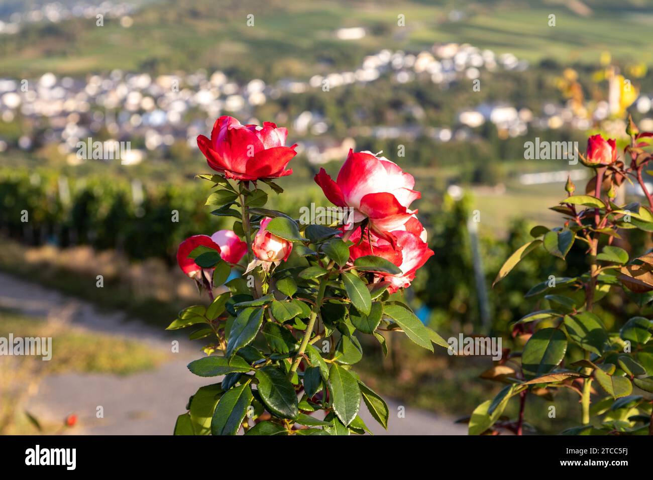 View of the Mosel valley near the wine village Brauneberg with rose blossom in the foreground Stock Photo