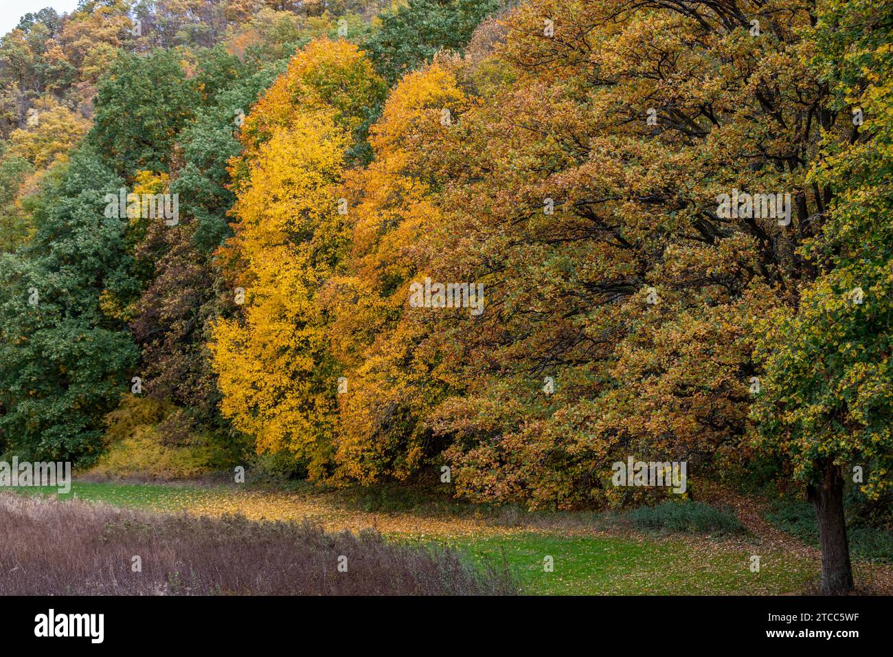 Forest with trees in different colored trees behind a meadow in autumn Stock Photo