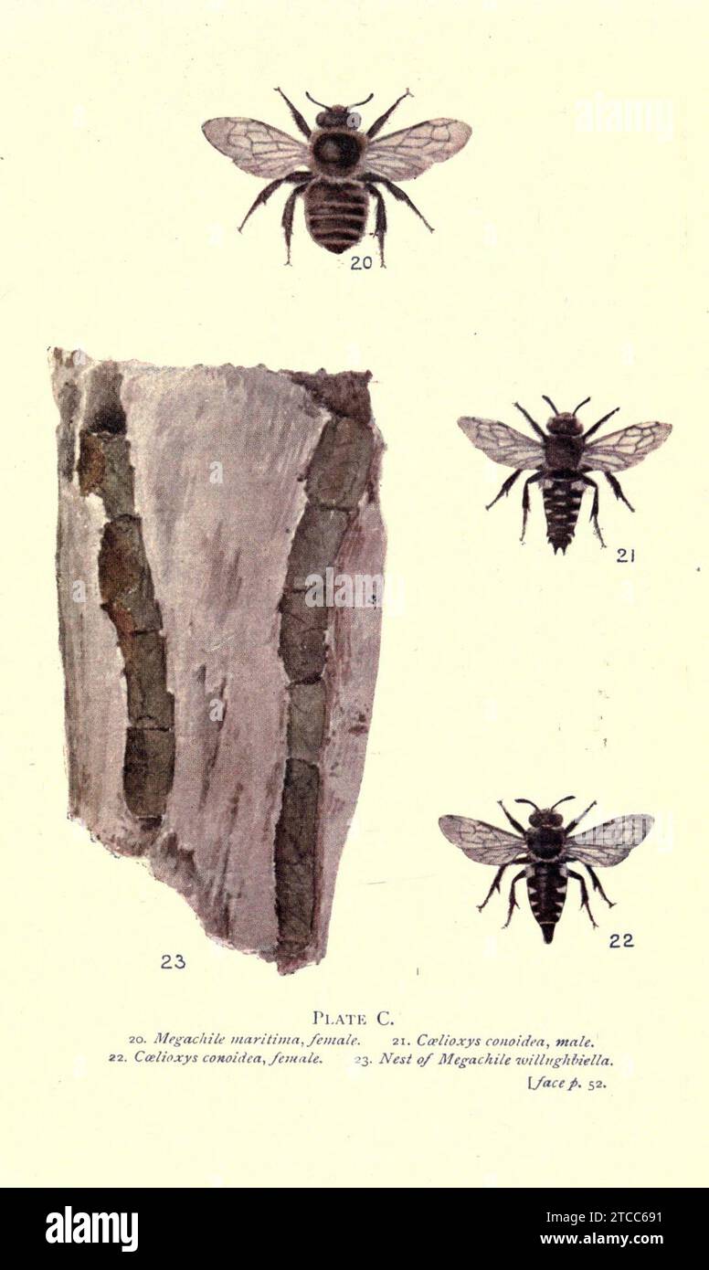 Wild bees, wasps and ants and other stinging insects Stock Photo - Alamy