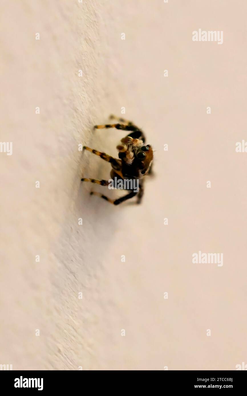 Very tiny jumping spider inside on the wall, shot macro. Stock Photo