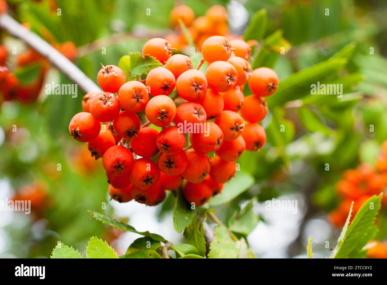 Colorful Background with vibrant color ripe Rowan (Sorbus) berries, Mountain ash or tree Stock Photo