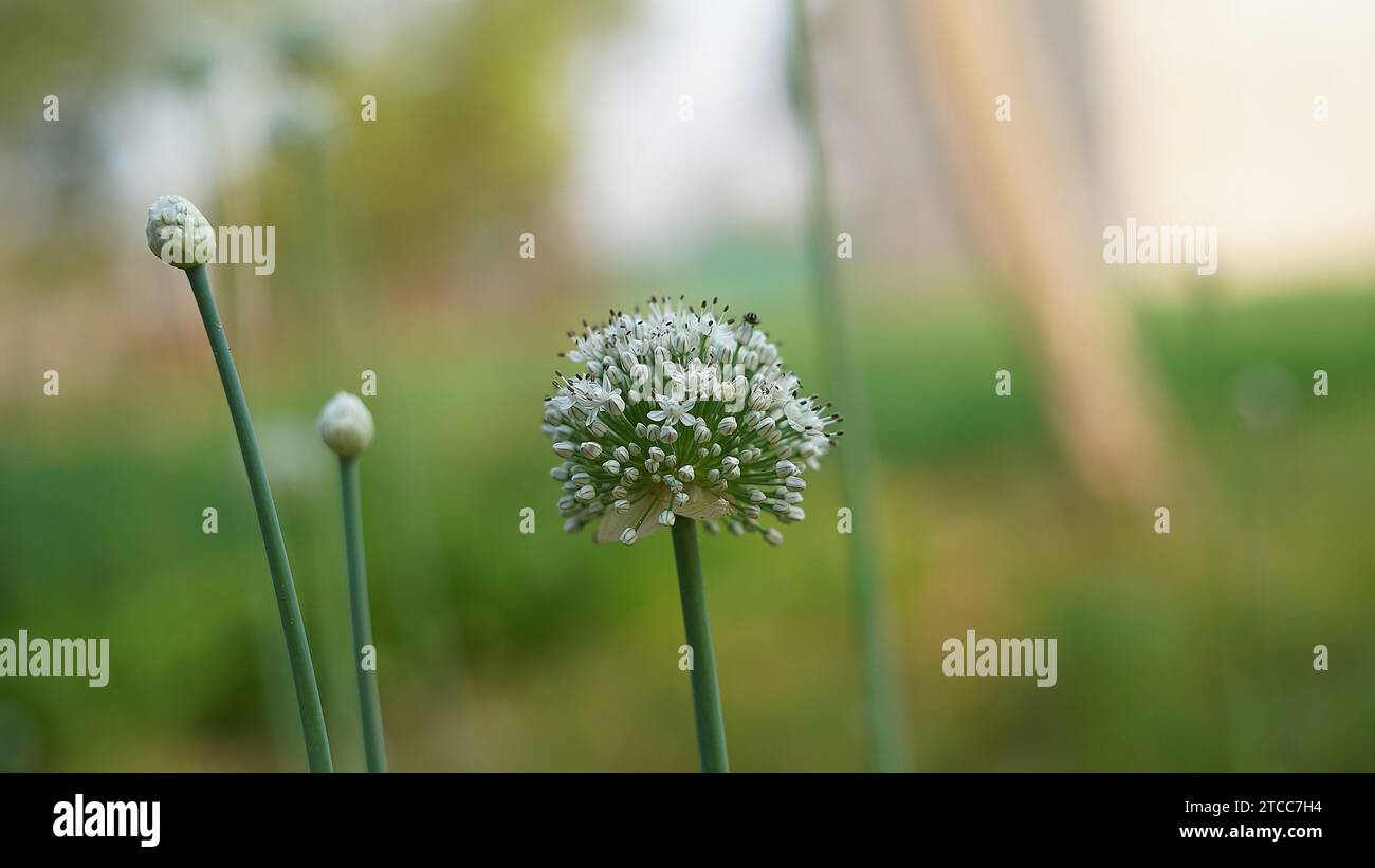 Macro of blooming onion flowers head in the garden. Agricultural